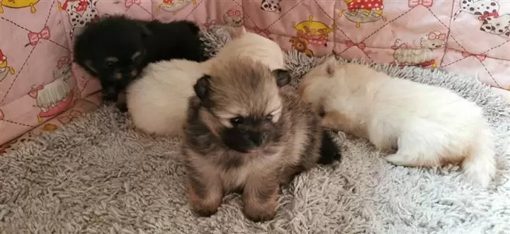 $500 : Amazing Pomeranian Puppies image 1