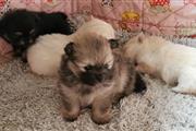 Pomeranian Puppies for sale en Virgin Islands