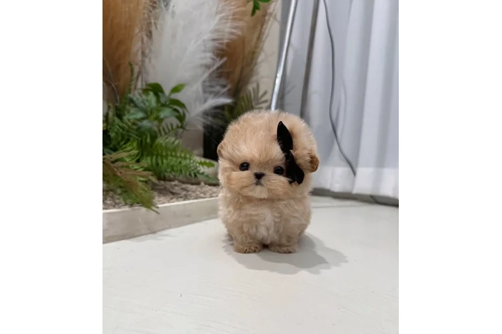 $350 : Cachorros de maltipoo image 1