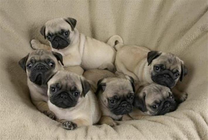 $500 : Hermosos cachorros de Pug image 2