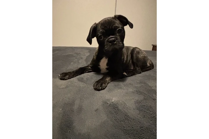 $1200 : Bugg Puppies. - Only 1 left image 1