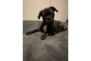 Bugg Puppies. - Only 1 left en Los Angeles