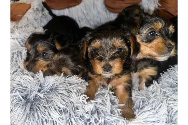 $250 : 🐶 🐾nIcE T-cupYorkie Pups🐶❤️ image 1