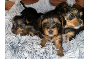🐶 🐾nIcE T-cupYorkie Pups🐶❤️ en Houston