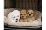 Poodle Maltese Perritos en Los Angeles
