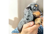 Miniature Dachshund puppies en Imperial County