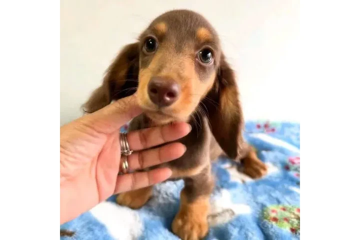 $250 : healthy Daschunds puppies image 1