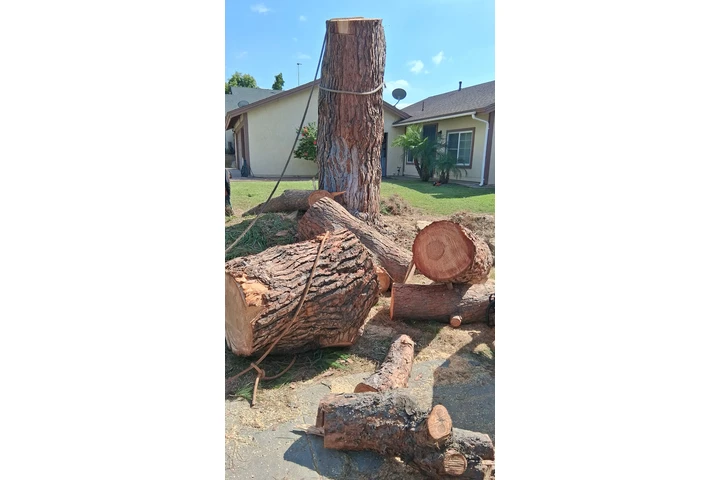 Memo's Tree Service image 4