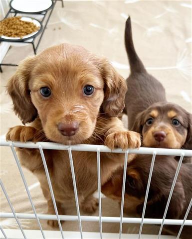 $600 : Adorables cachorros de Dachshu image 1