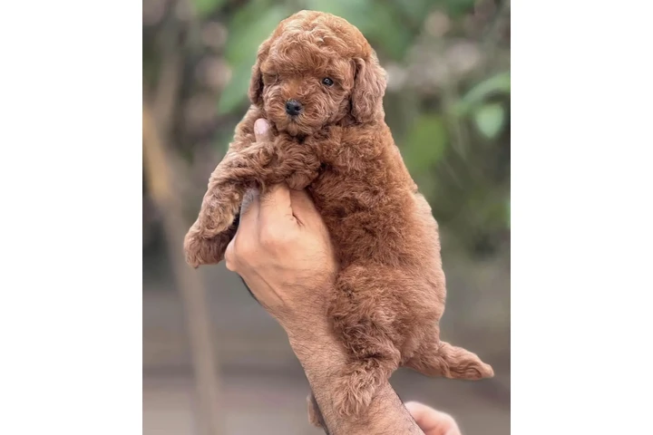 $250 : Toy Poodle Available image 2