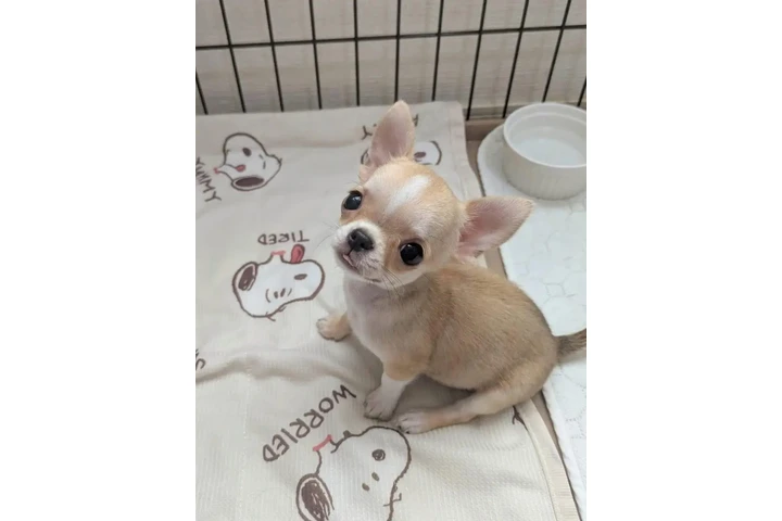$350 : Pet image 2
