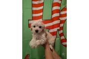 Shihtzu maltes male