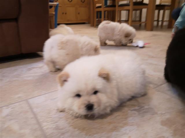 Well Socialized chow chow Pup image 4