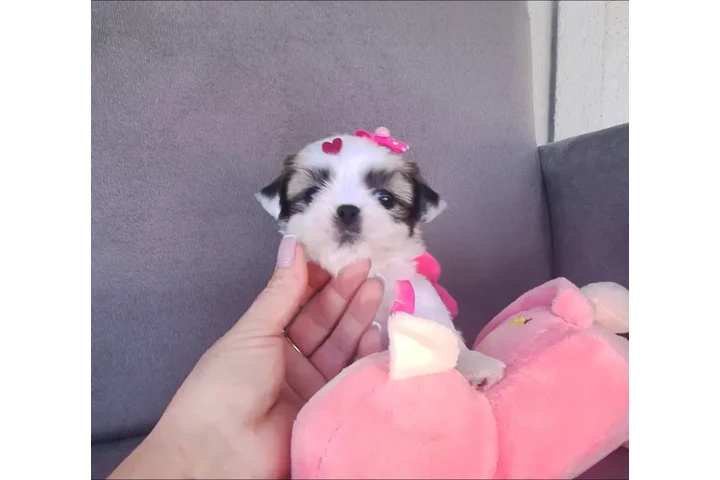 $350 : Cachorros Shihtzu image 4