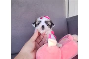 $350 : Cachorros Shihtzu thumbnail