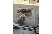 Busco hogar en Orange County