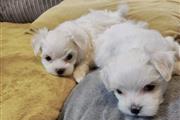 $500 : Cachorros malteses sanos thumbnail