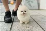 $300 : Pomeranian puppy thumbnail