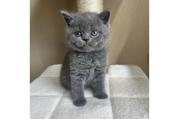 $180 : British shorthair Disponible image 2