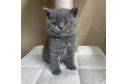 $180 : British shorthair Disponible thumbnail