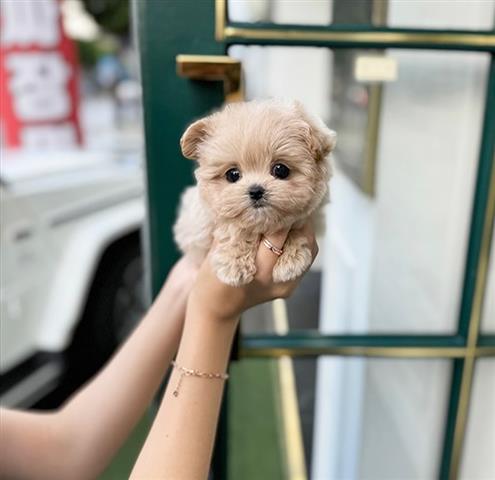 $350 : MALTIPOO EN VENTA image 3