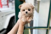 $350 : MALTIPOO EN VENTA thumbnail