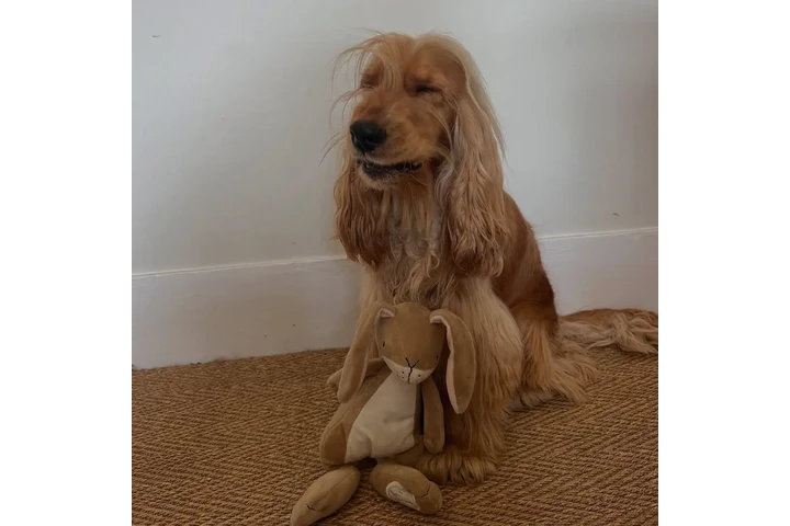 $150 : Cocker Spaniel Inglés en adop image 2