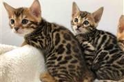 $100 : super sweet Bengal kitty 4  u❤ thumbnail