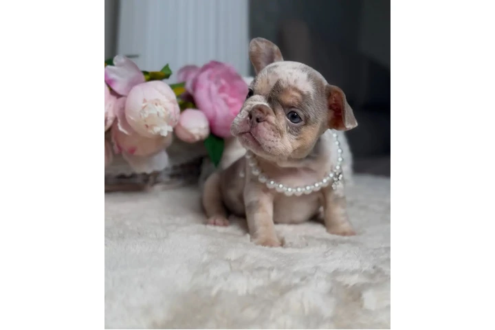 $500 : New shade Isabella Merle tan image 5