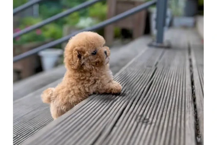 $350 : Micro Poodle image 5