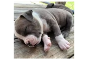 Cachorros de pitbull en Los Angeles