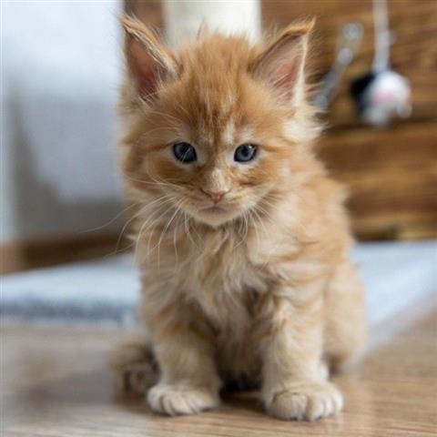 $400 : Mainecoon kittens available. image 1