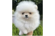 $300 : Teacup pomeranian available thumbnail
