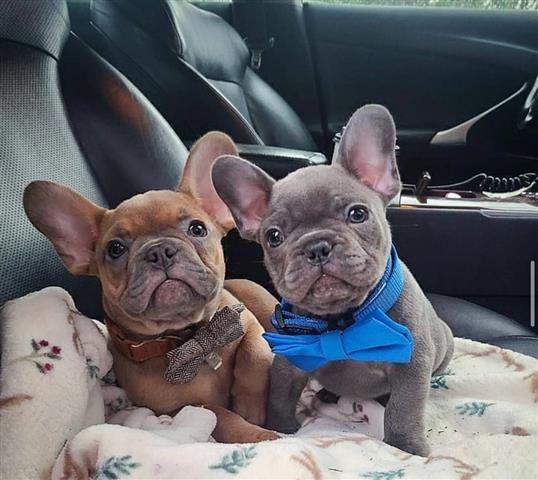 Cute French Bulldog Puppies image 3