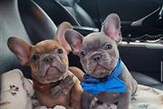 Cute French Bulldog Puppies thumbnail