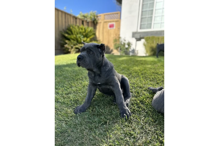 $4000 : SALE DOG CANE CORSO image 4