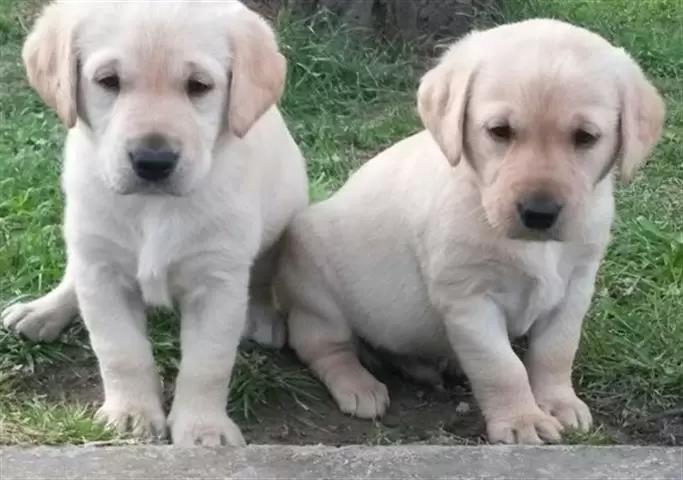 $500 : beautiful labrador puppies image 1