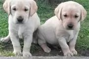 beautiful labrador puppies en Atlanta