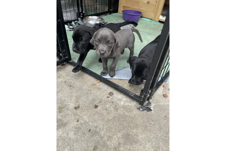 $350 : Lab/Corso puppies image 1