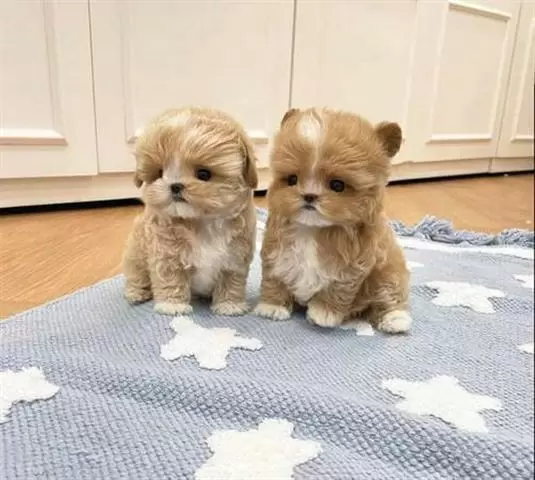 Update-on short maltipoo pup image 1