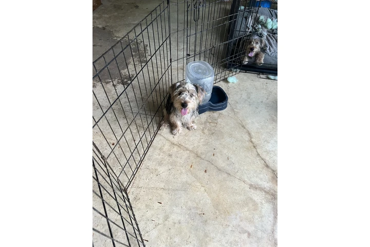$400 : Yorkies image 1