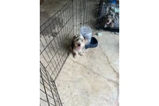 Yorkies en San Antonio