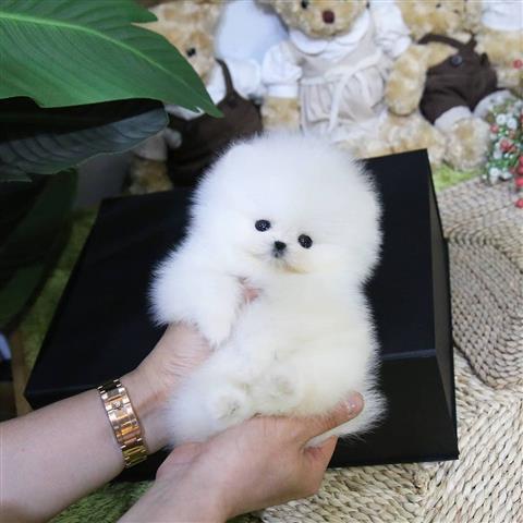 $300 : Mini pomeranian puppy for sale image 2