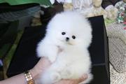 $300 : Mini pomeranian puppy for sale thumbnail