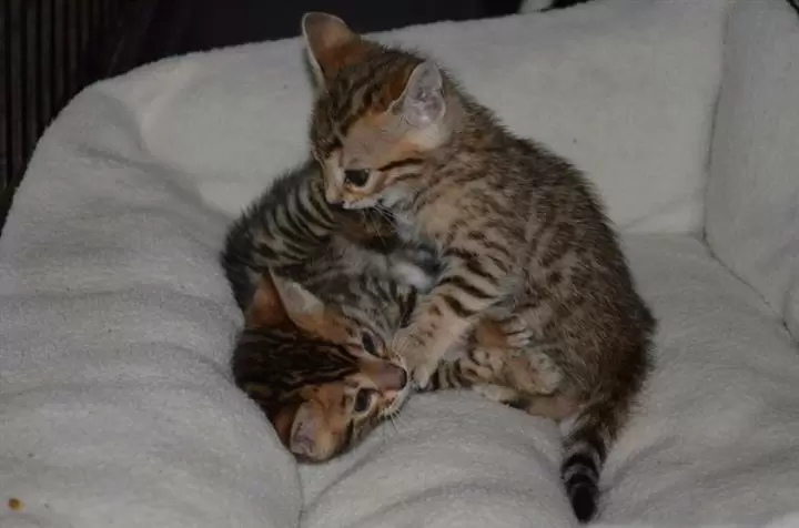$100 : 10wks Purebred Bengal Kittens❤ image 3