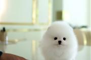 $300 : Pomeranian puppies for sale thumbnail