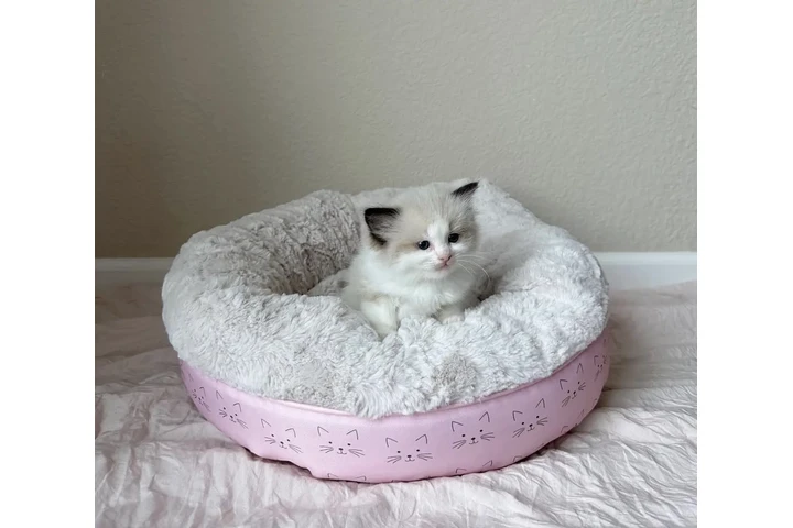 $260 : Purebred  Ragdoll For Sale image 2