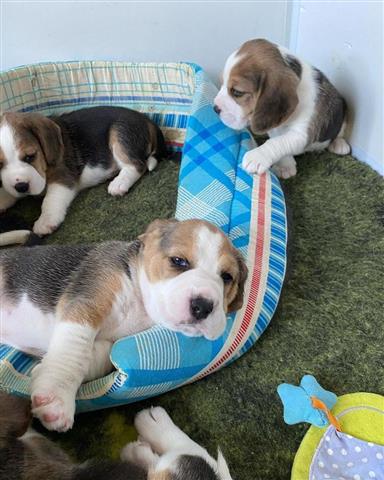 $500 : Cachorros Beagle en Adopción image 2