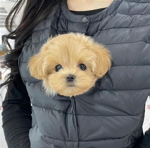 $350 : MALTIPOO EN VENTA image 2