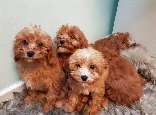 Cavapoos Puppies image 1